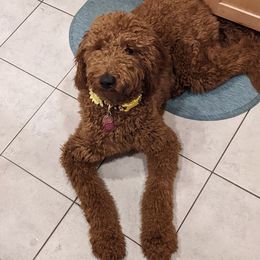 Goldendoodles from Beloved Goldendoodles, LLC.