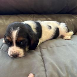 Holly - Black white and brown female Basset Hound puppy in Leroy, Michigan from Iron Sentry Farms