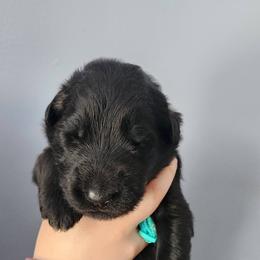 Bear - Black male German Shepherd puppy in White Cloud, Michigan from Von WestLynn German Shepherds