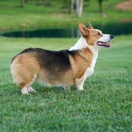 Willow - Pembroke Welsh Corgi