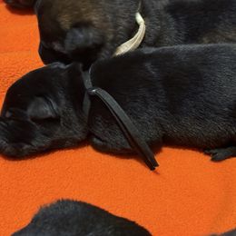 Black-Howl - Black male German Shepherd puppy in Medical Lake, Washington from Nine Realms German Shepherds