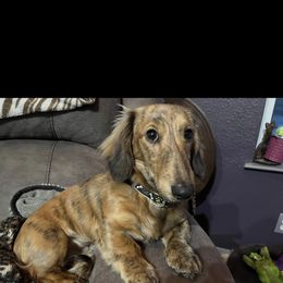 Dachshund All Grown Up from Wanda's Dachshund's