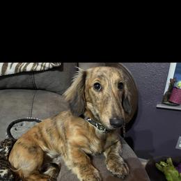 Dachshund All Grown Up from Wanda's Dachshund's