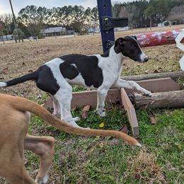 Greyhound puppies from Ashley's Greyhounds