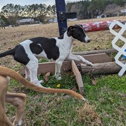 Greyhound puppies from Ashley's Greyhounds