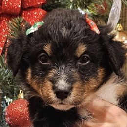 Miniature Australian Shepherds from Niixxy's Mini Australian shepherds