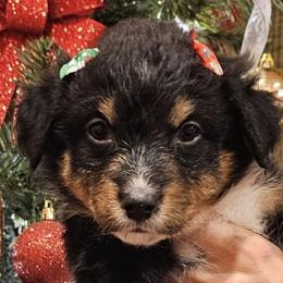 Miniature Australian Shepherds from Niixxy's Mini Australian shepherds