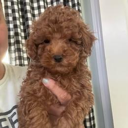 Sir Garth - Red  male Poodle puppy in Southern,, California from Maltipoo Tiny Pups & More