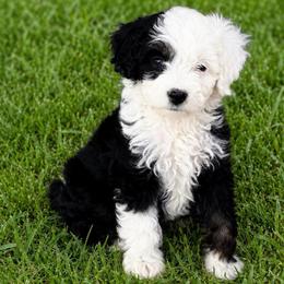 Piper - Tri-color male Bernedoodle puppy in Saint Francis, Kansas from Land of Oz Doodles