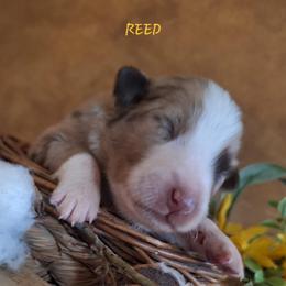 REED - Red merle male Australian Shepherd puppy in Salem, Arkansas from Patchwork Kennels