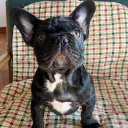 French Bulldogs from Hills sale Frenchies