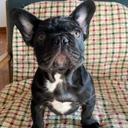 French Bulldogs from Hills sale Frenchies