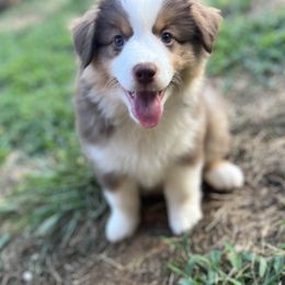 Magelan, Maggie - Red tri-color female Miniature American Shepherd puppy in Clarksville, Tennessee from Jennifer Shaneberger