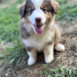 Magelan, Maggie - Red tri-color female Miniature American Shepherd puppy in Clarksville, Tennessee from Jennifer Shaneberger