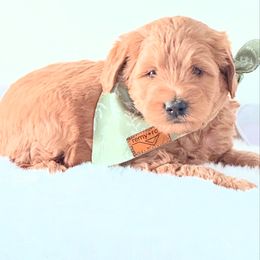 Astro - Red male Bernedoodle puppy in Mc Kee, Kentucky from Jackson County Doodles