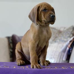 Gold Boy - Red male Redbone Coonhound puppy in Shreveport, Louisiana from BAFERD Kennels