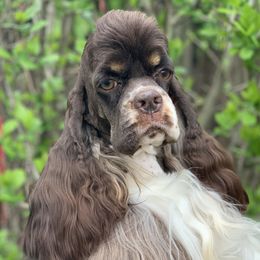 Emily - Cocker Spaniel