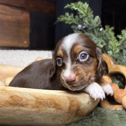 Rowan - Piebald male Dachshund puppy in Washburn, Tennessee from Clinch Mountain Dachshunds