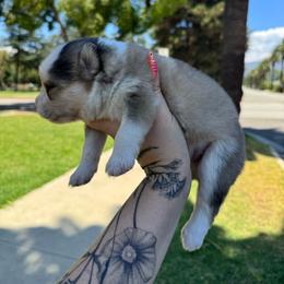 1 - Silver and white male Pomsky puppy in La Verne, California from Red Cedar Pomskies