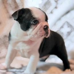 Bear - Black and white male Boston Terrier puppy in Edgewater, Florida from Bluewater Bostons