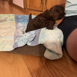 Willow - Shih Tzu puppy in Clarksburg, West Virginia from 007 ShihTzu Acre