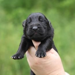 Black boy 1 - Black male German Shepherd puppy in Lucasville, Ohio from Trusting Hearts Kennel