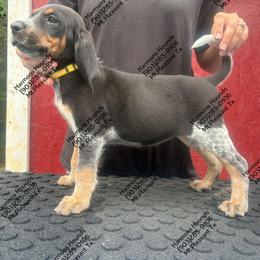 Ellie - Blue ticked and tan female Bluetick Coonhound puppy in Mount Pleasant, Texas from Harmons Hounds