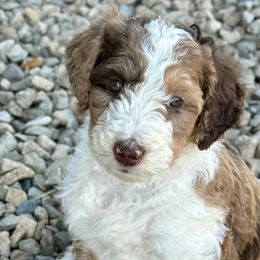 Bernedoodles and Bordoodles from Mesa View Puppies