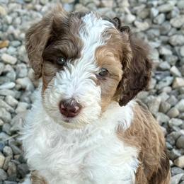 Bernedoodles and Bordoodles from Mesa View Puppies
