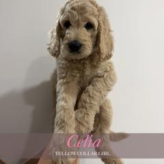 Celia - Apricot female Goldendoodle puppy in Miami, Florida from Kalidoodlee