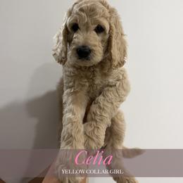 Celia - Apricot female Goldendoodle puppy in Miami, Florida from Kalidoodlee