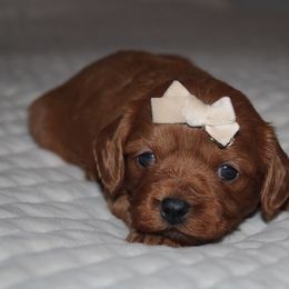 Girl 1 - Apricot female Cavapoo puppy in Apple Creek, Ohio from Arlene Hershberger