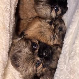 Shih Tzus from Shihtzu Puppy Pals