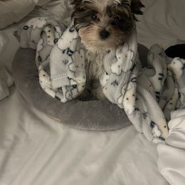 Biewer Terrier Puppies from Southern Star Biewers