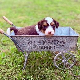 Florence - Brown and white female Aussiedoodle puppy in Dunn, North Carolina from Sandy Creek Kennels