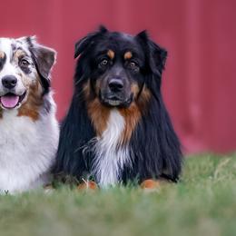 Australian Shepherds from Eventide Australian Shepherds