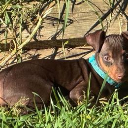 Miniature Pinscher Puppies from DeLeeuw Family Miniature Pinschers