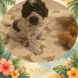 Boy 2 - Brown roan male Lagotto Romagnolo puppy in Salida, California from Harper's Lagotti