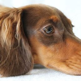 Dachshunds from Oceanside Dachshunds