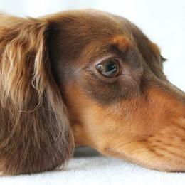 Dachshunds from Oceanside Dachshunds