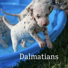 Dalmatian Puppies from Louisiana Roux Dalmatians
