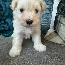 Charlie - Wheaten male Miniature Schnauzer puppy in Pearland, Texas from K & S Schnauzers