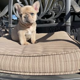 French Bulldog Puppies from Knockout Frenchies