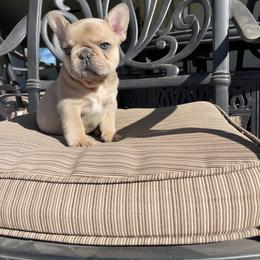 French Bulldog Puppies from Knockout Frenchies