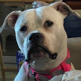 American Bulldogs from Kenney’s Farms