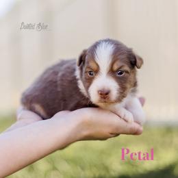 Petal - Red tri-color female Miniature American Shepherd puppy in Herriman, Utah from Painted Blue Aussies