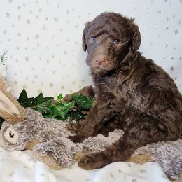 Stevie Nicks - Chocolate Labradoodle puppy in Phoenix, Arizona from AZ Blue Sky Dogs