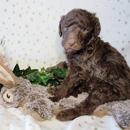 Stevie Nicks - Chocolate Labradoodle puppy in Phoenix, Arizona from AZ Blue Sky Dogs