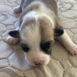 Pembroke Welsh Corgi Puppies from Mesa Acre
