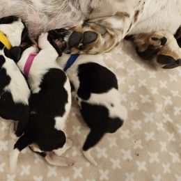 G1 - White black and red female Basset Hound puppy in Greenleaf, Idaho from Happy Acre Bassets